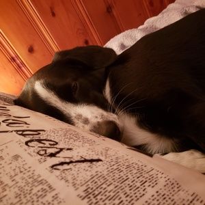 Meet your Posher, Sierra